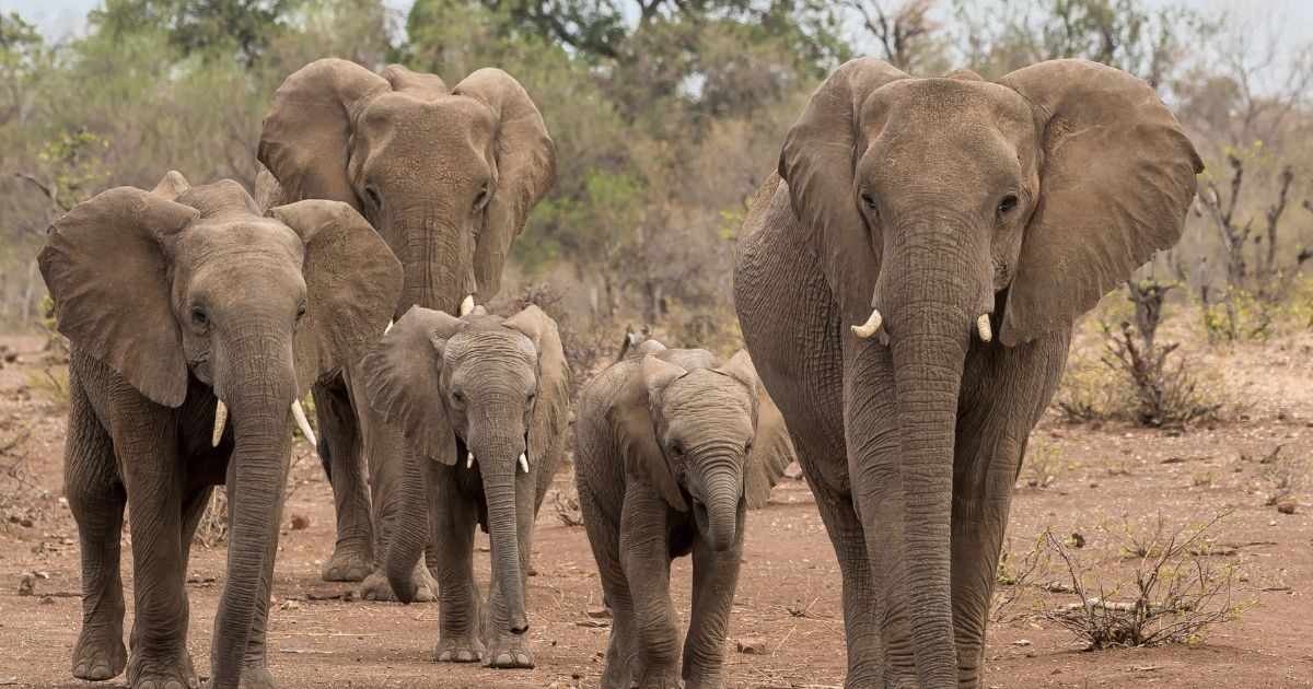 African Elephants Are Being Born Without The Ability To Grow Tusks As A