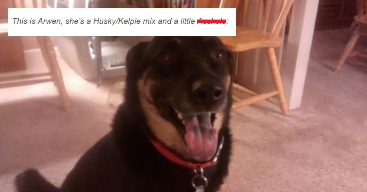 Blogger Shares How Their Family Adopted A 'Mischievous' Service Dog That Outwits Them At Every Turn