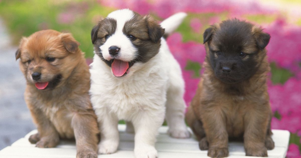 Progressive New Law Affecting California Pet Shops To Go Into Effect On January 1