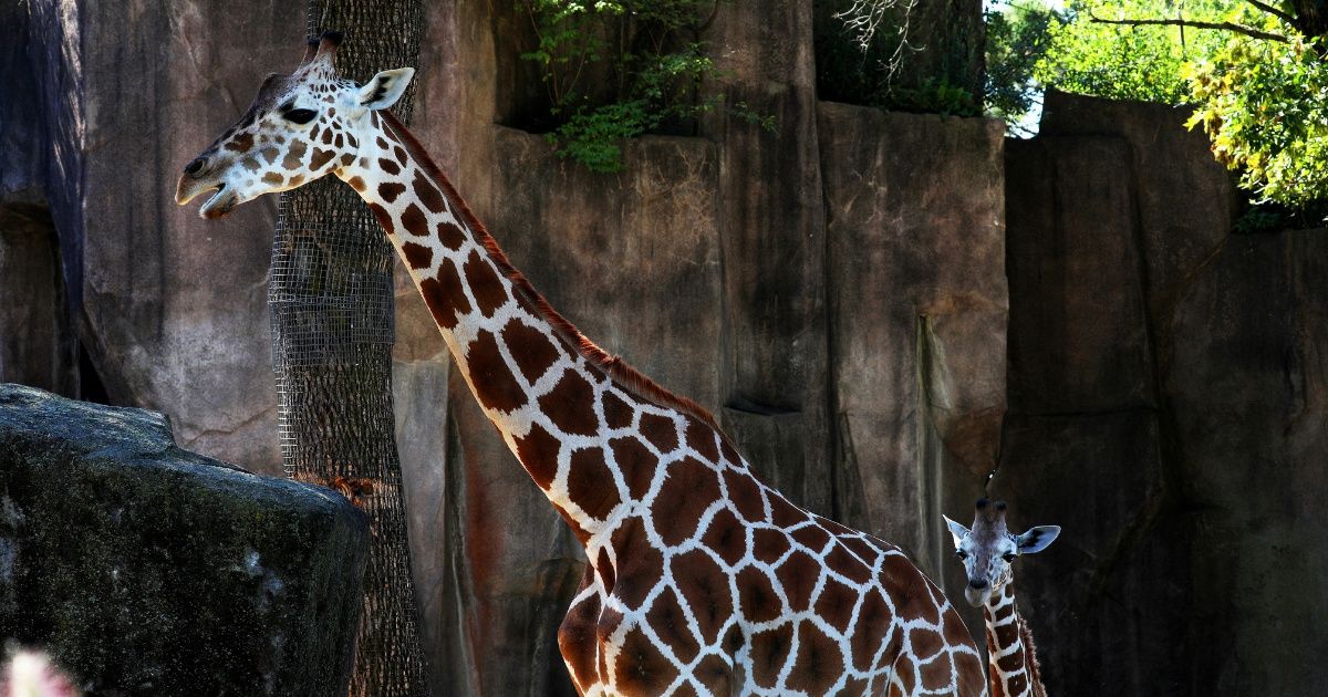 Pregnant Giraffe Surprises Disney World Safari Guests By Going Into Labor Right In Front Of Them 😮