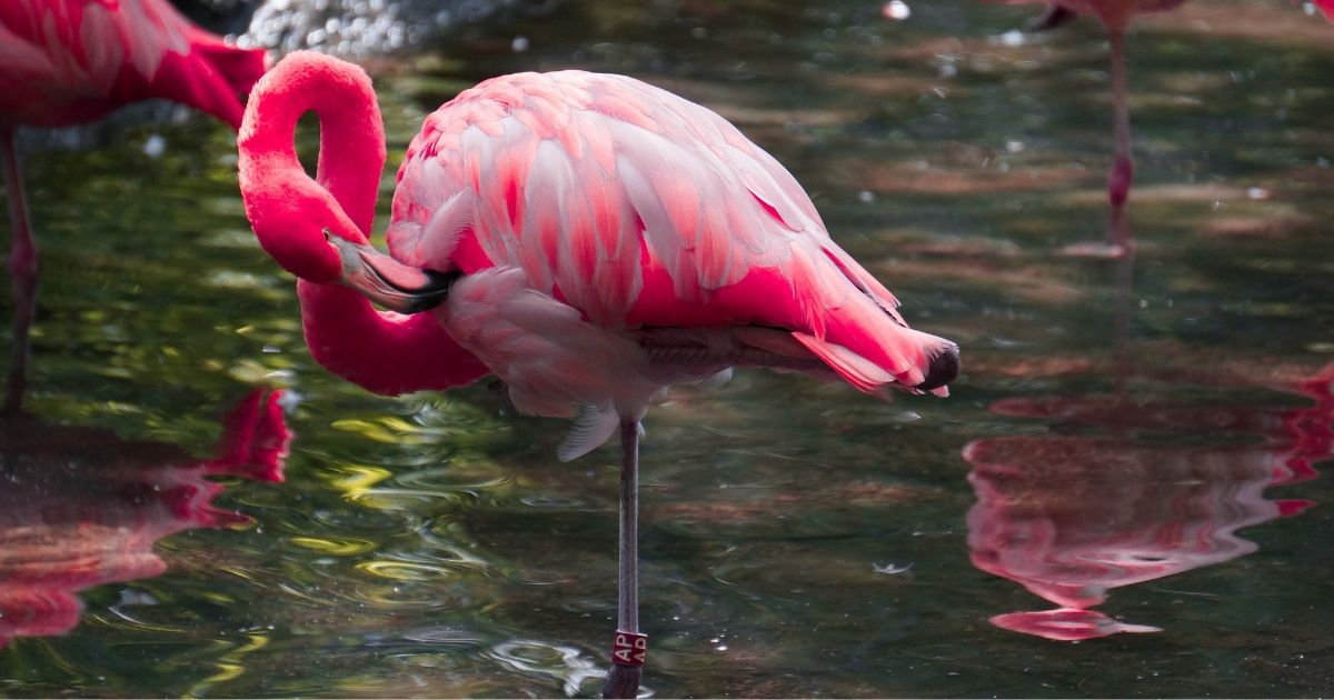 So There's Actually A Completely Logical Reason Why Flamingoes Stand On One Leg