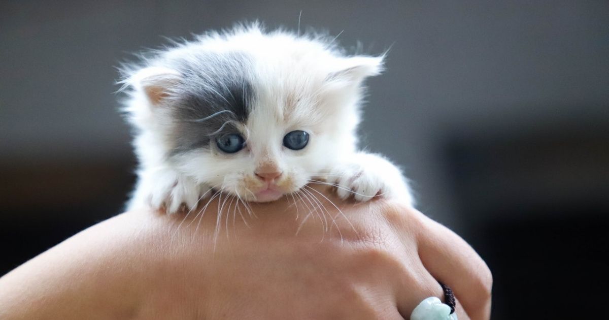 Woman Receives $48,000 Medical Bill After Kitten Bites Her