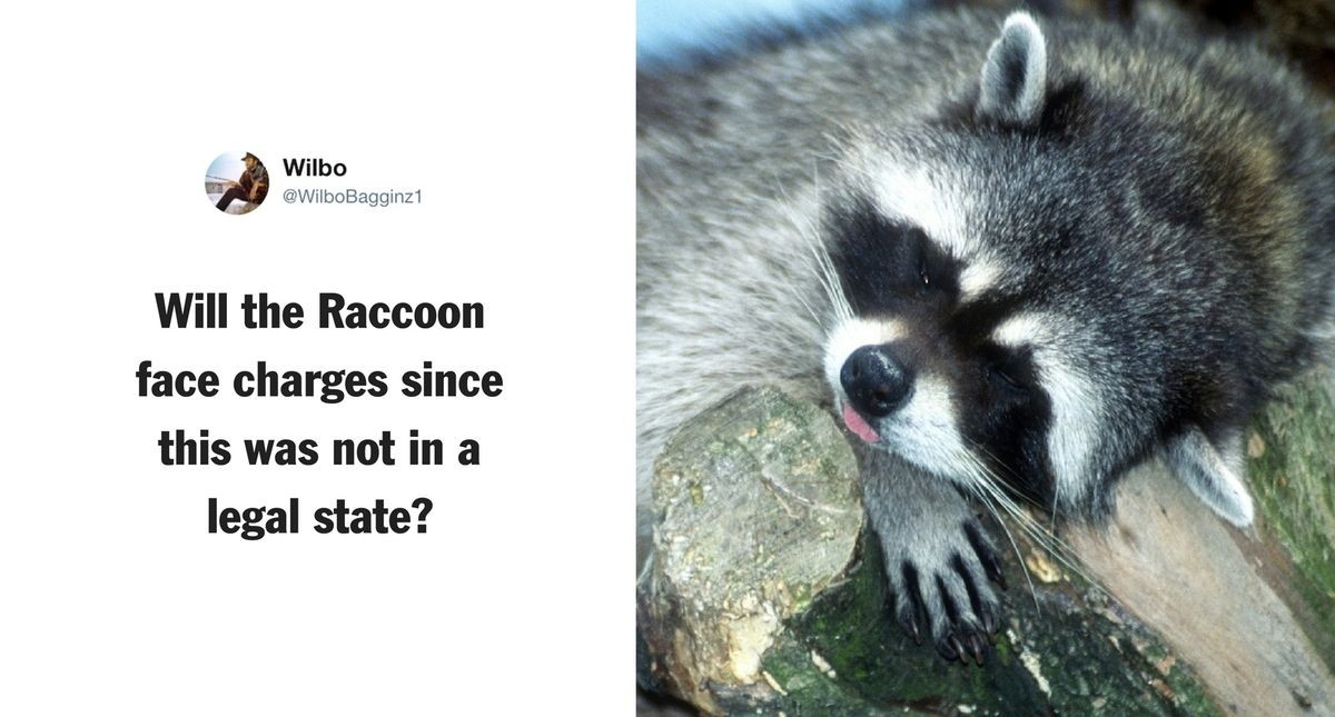 Woman Brings Her Pet Raccoon to Indianapolis Fire Station Because It Was Too Stoned