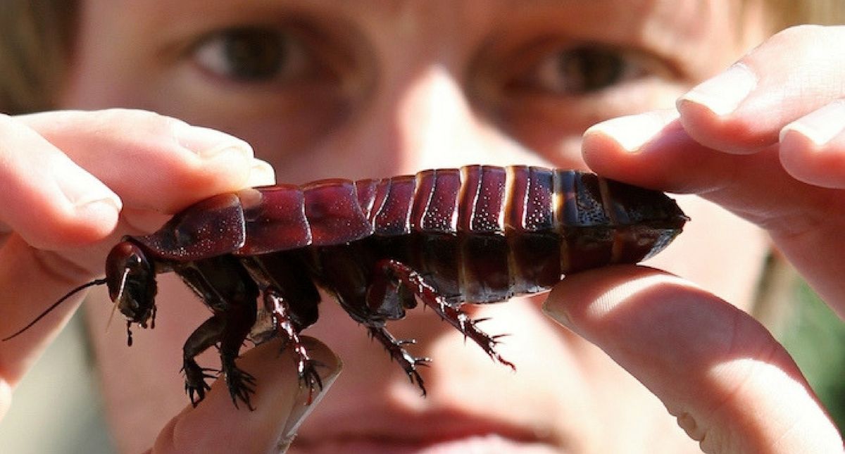 Cockroach Milk Is The Newest Health Obsession, And The Reason Is Surprisingly Legit