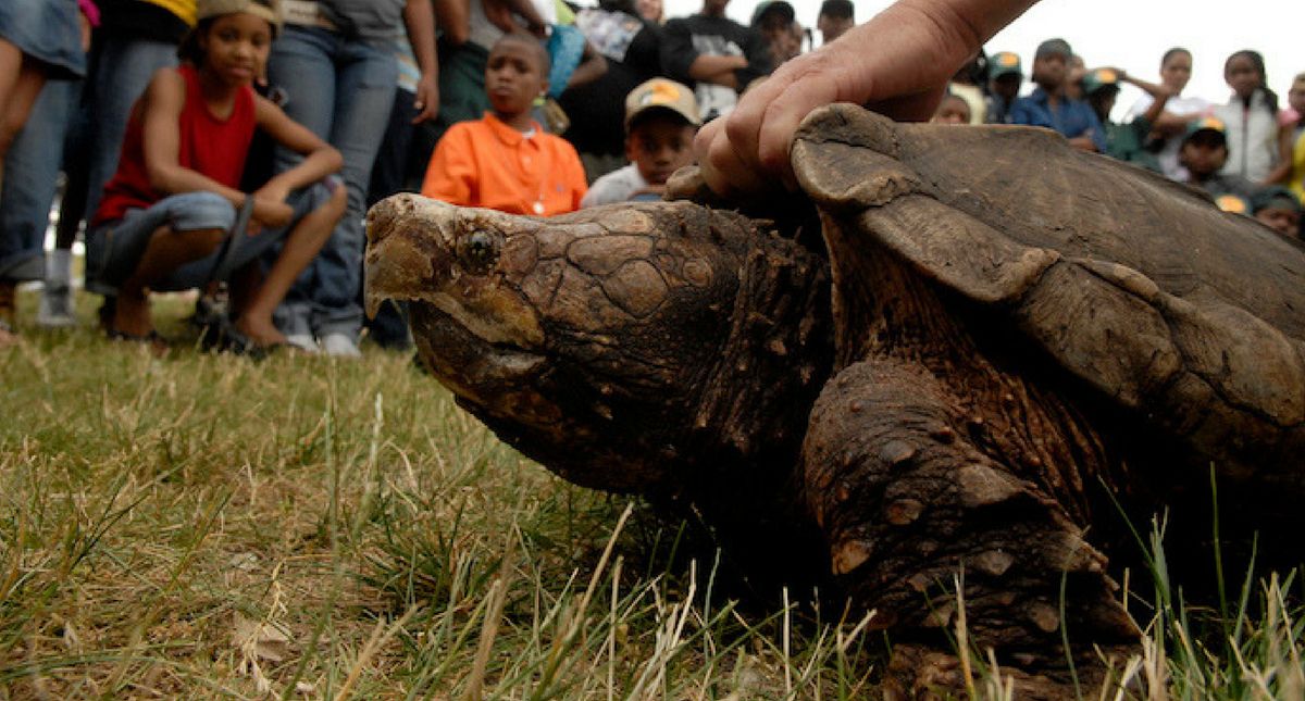 Teacher Who Fed Puppy To Snapping Turtle Now Charged With Animal Cruetly
