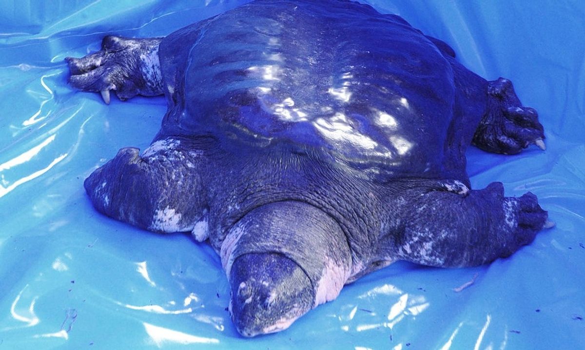 The Last Known Female Yangtze Giant Softshell Turtle Has Died, Putting The Species On The Brink Of Extinction