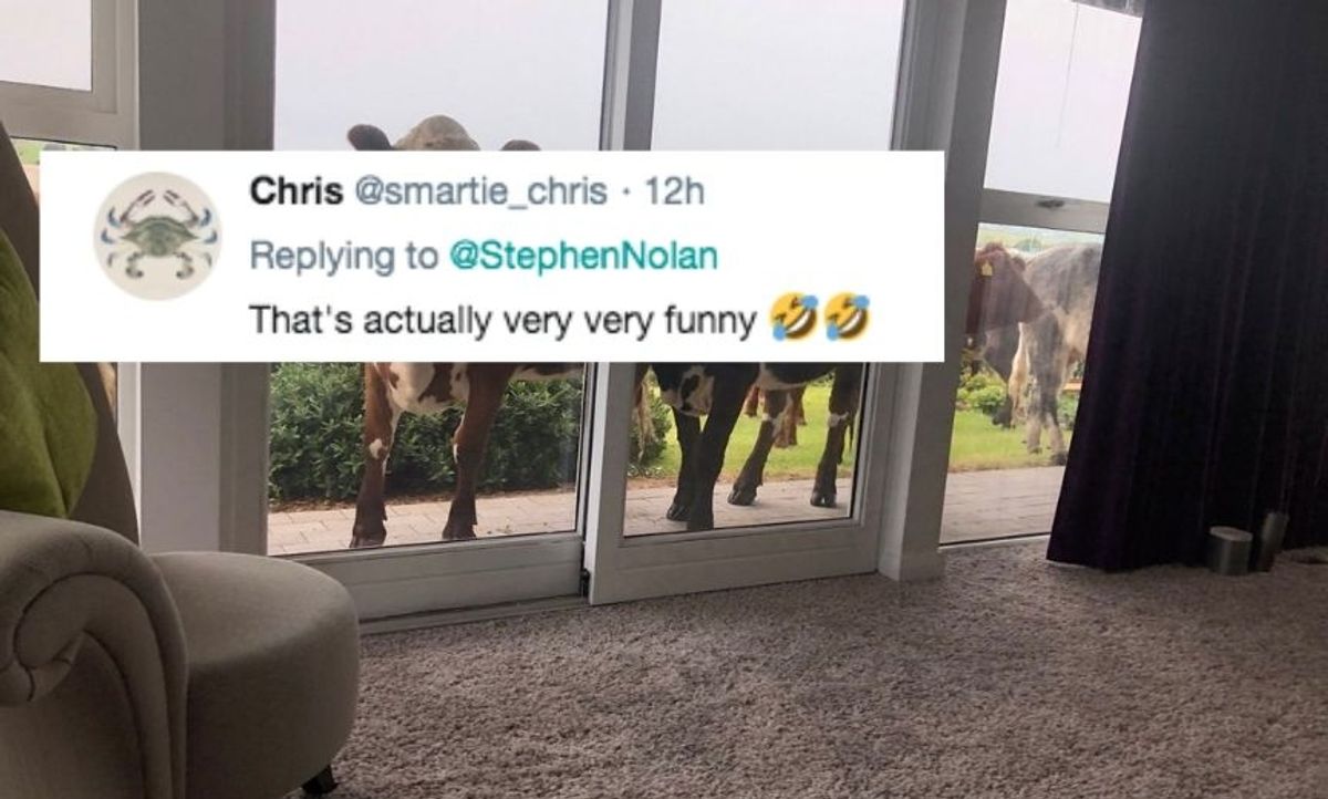 Shirtless Guy Totally Goes Off On A Bunch Of Cows That Invaded His Yard