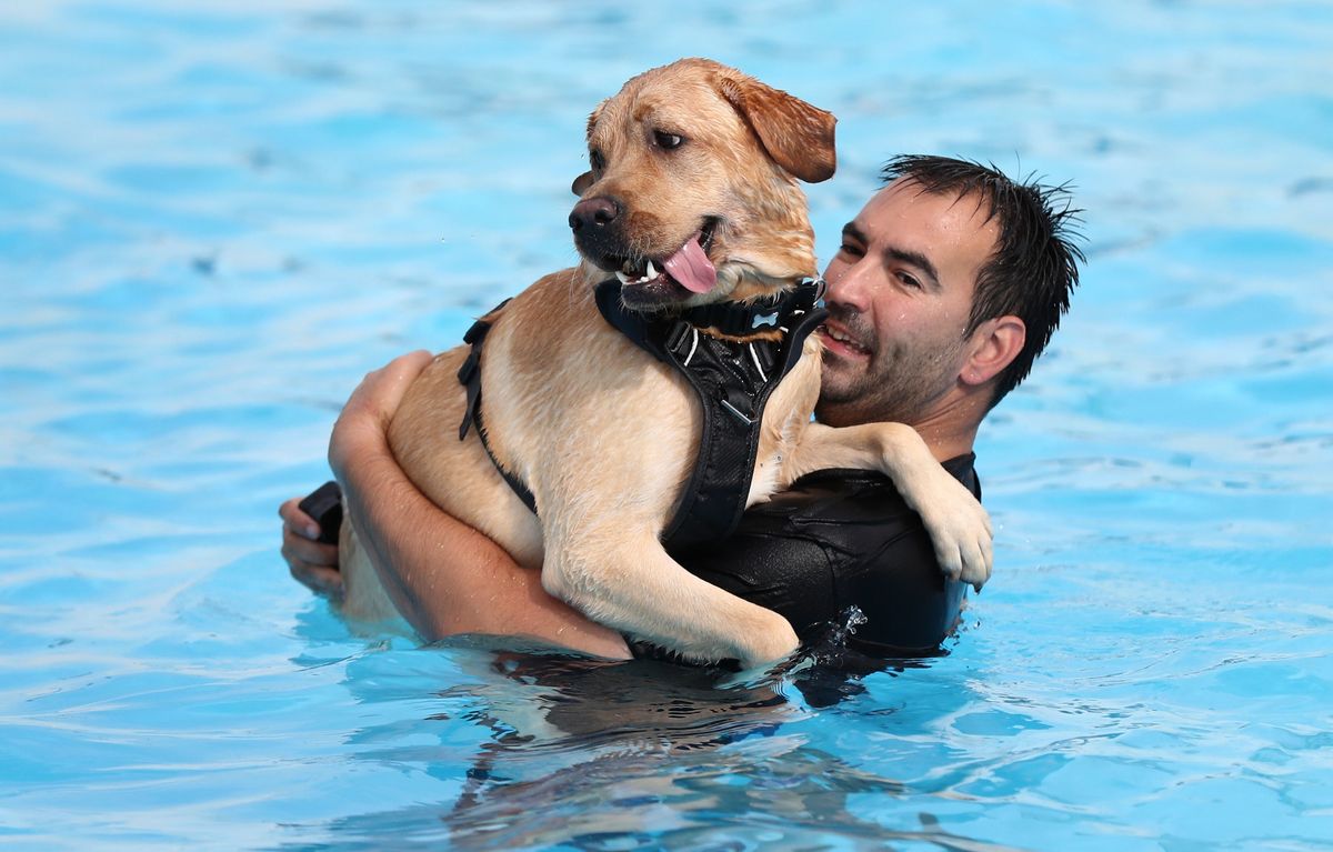 Watch these dogs enjoy a swim at Saltdean Lido before it closes for the year
