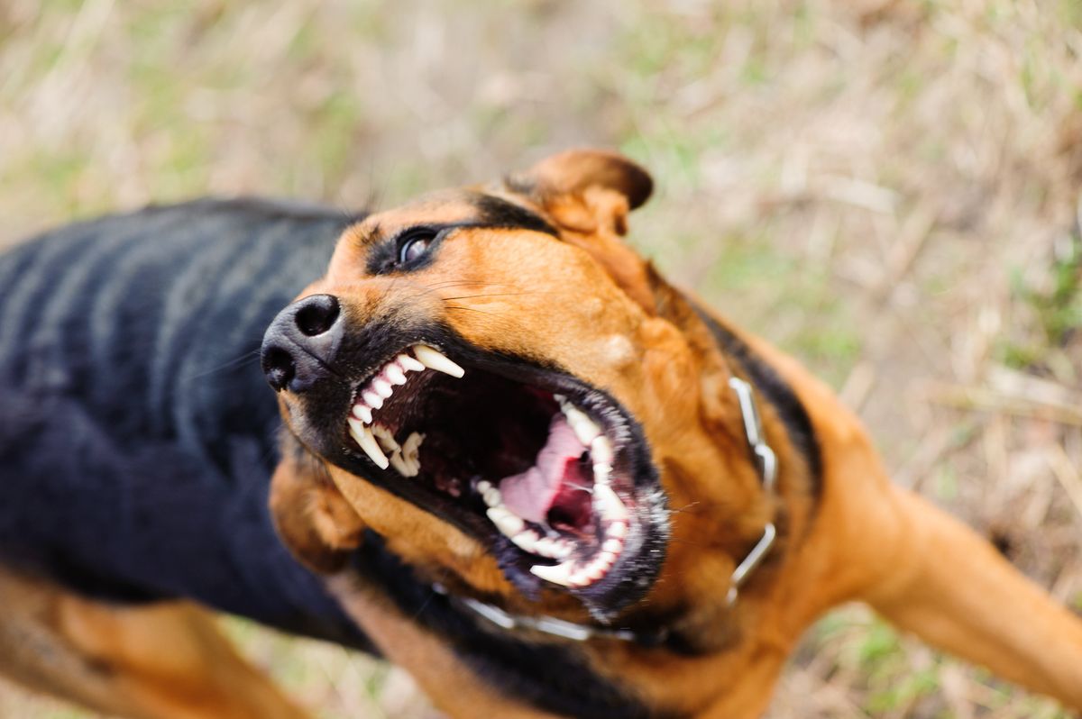 Mom Scolded By Her Husband For Throwing One Of Her Daughters Over A Fence While Being Chased By A Dog