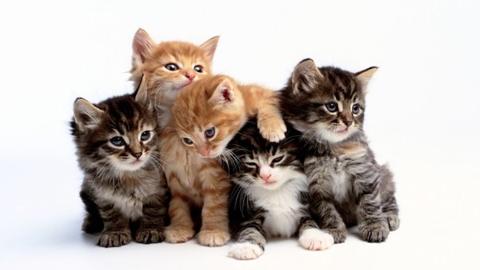 National Cat Day 2017: 3 Fast Facts