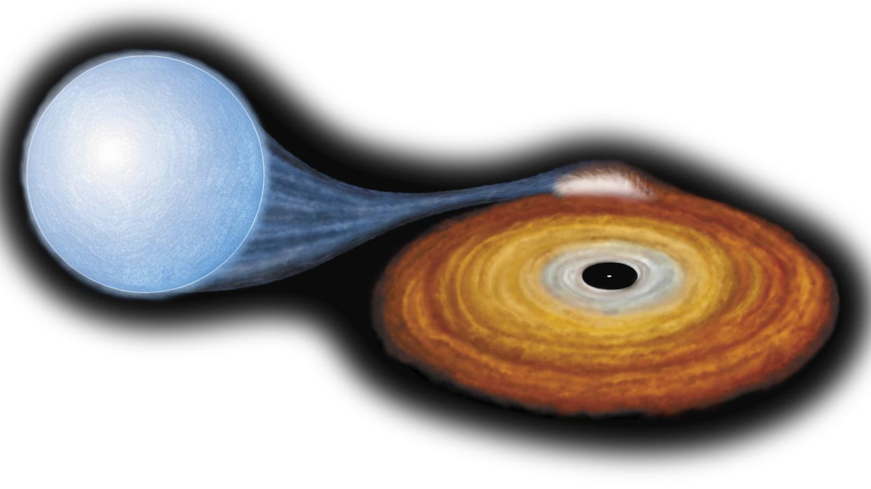 Some Black Holes May Erase the Past & Scramble the Future