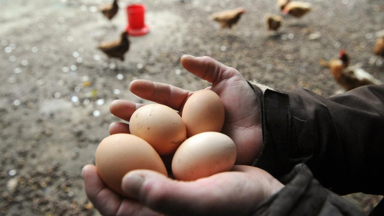 Australian Farmer Cracks Open Giant Chicken Egg—Only to Find Another Egg Inside