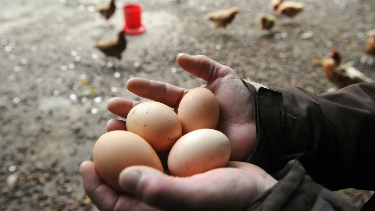 Australian Farmer Cracks Open Giant Chicken Egg—Only to Find Another Egg Inside