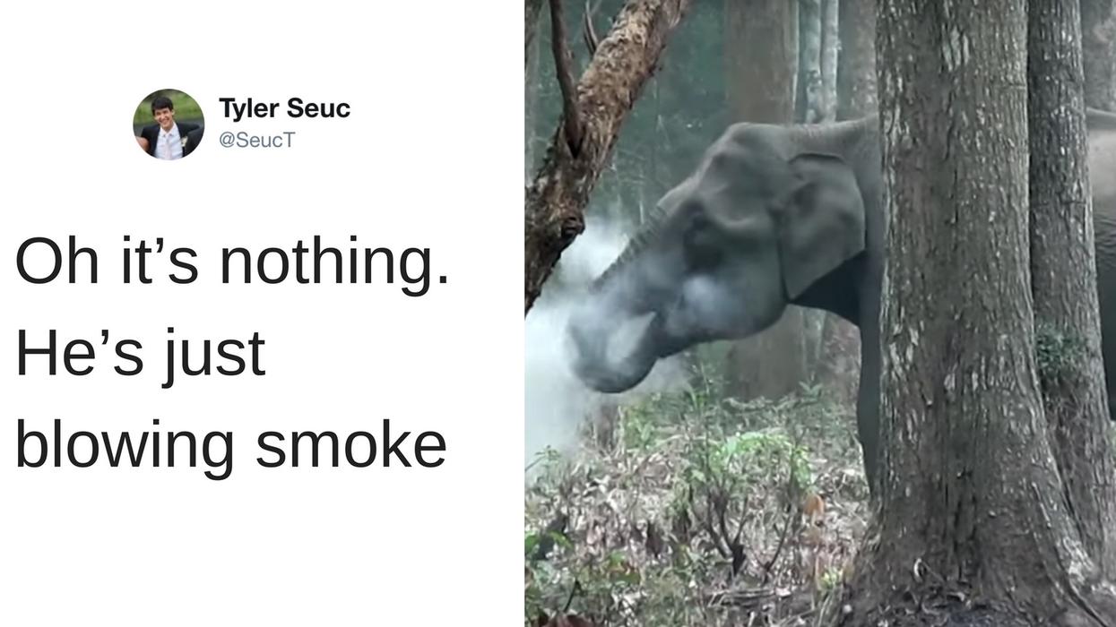 Video of Smoke-Breathing Elephant Has Scientists Asking a Bunch of Questions