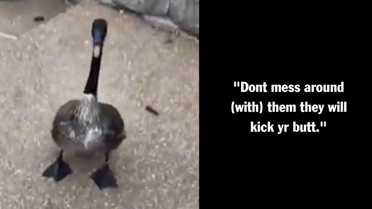 Hissing Goose Attacks Radio Personality After Prolonged Taunting In a Viral Video
