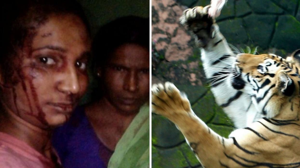 Indian Woman Hits Tiger With Stick & Takes a Selfie After