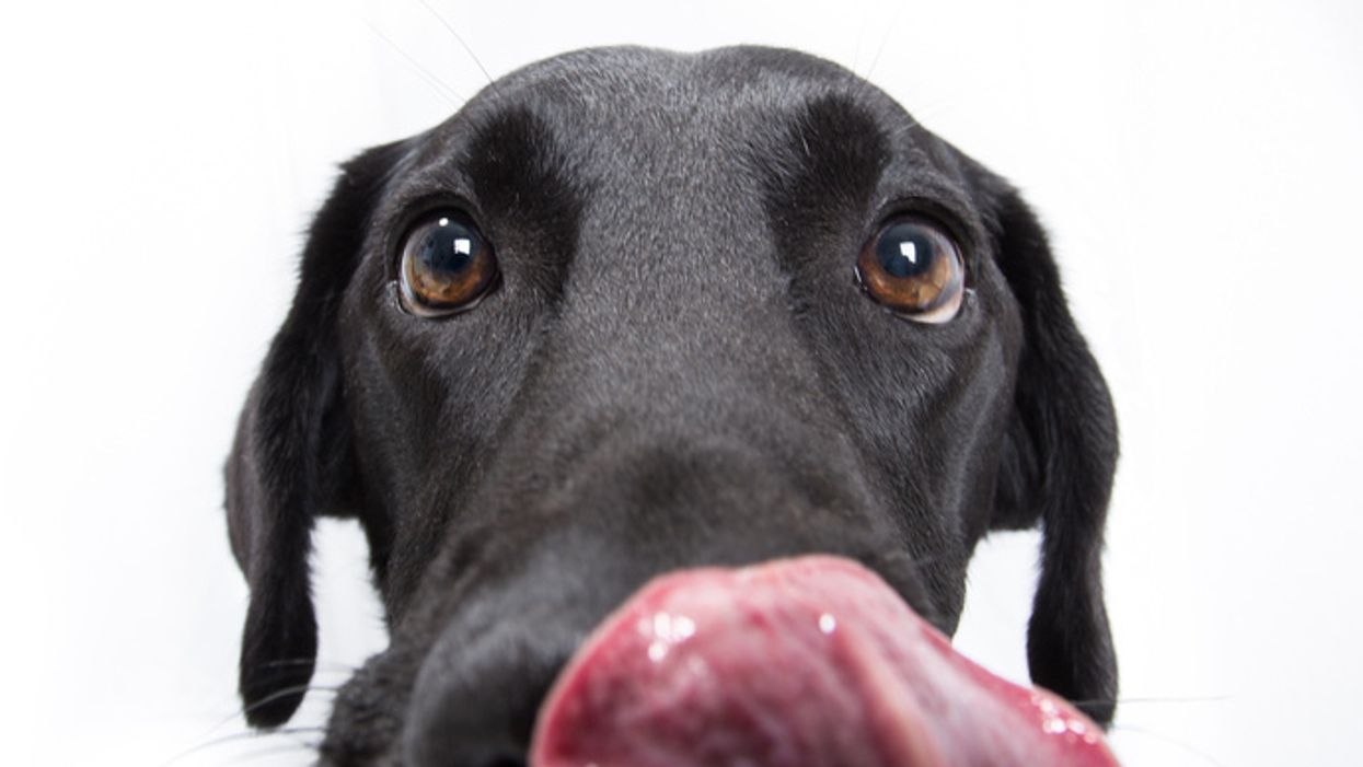 Study Shows Dogs Are Capable of Lying