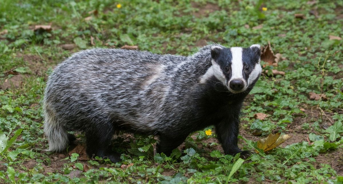 500-Year-Old Scottish Castle Forced to Shut Down Due to 'Very Angry Badger'