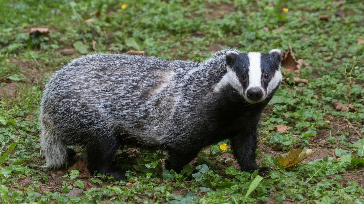 500-Year-Old Scottish Castle Forced to Shut Down Due to 'Very Angry Badger'