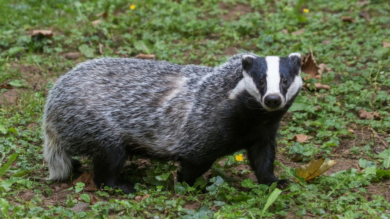 500-Year-Old Scottish Castle Forced to Shut Down Due to 'Very Angry Badger'