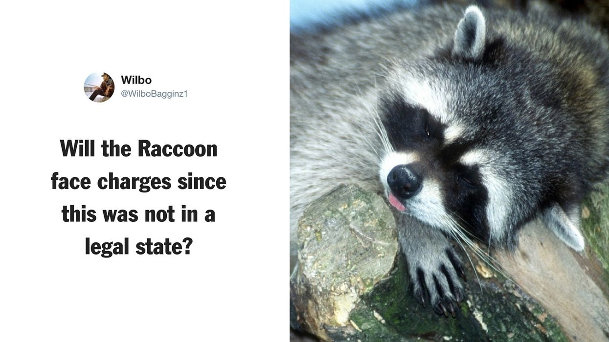 Woman Brings Her Pet Raccoon to Indianapolis Fire Station Because It Was Too Stoned