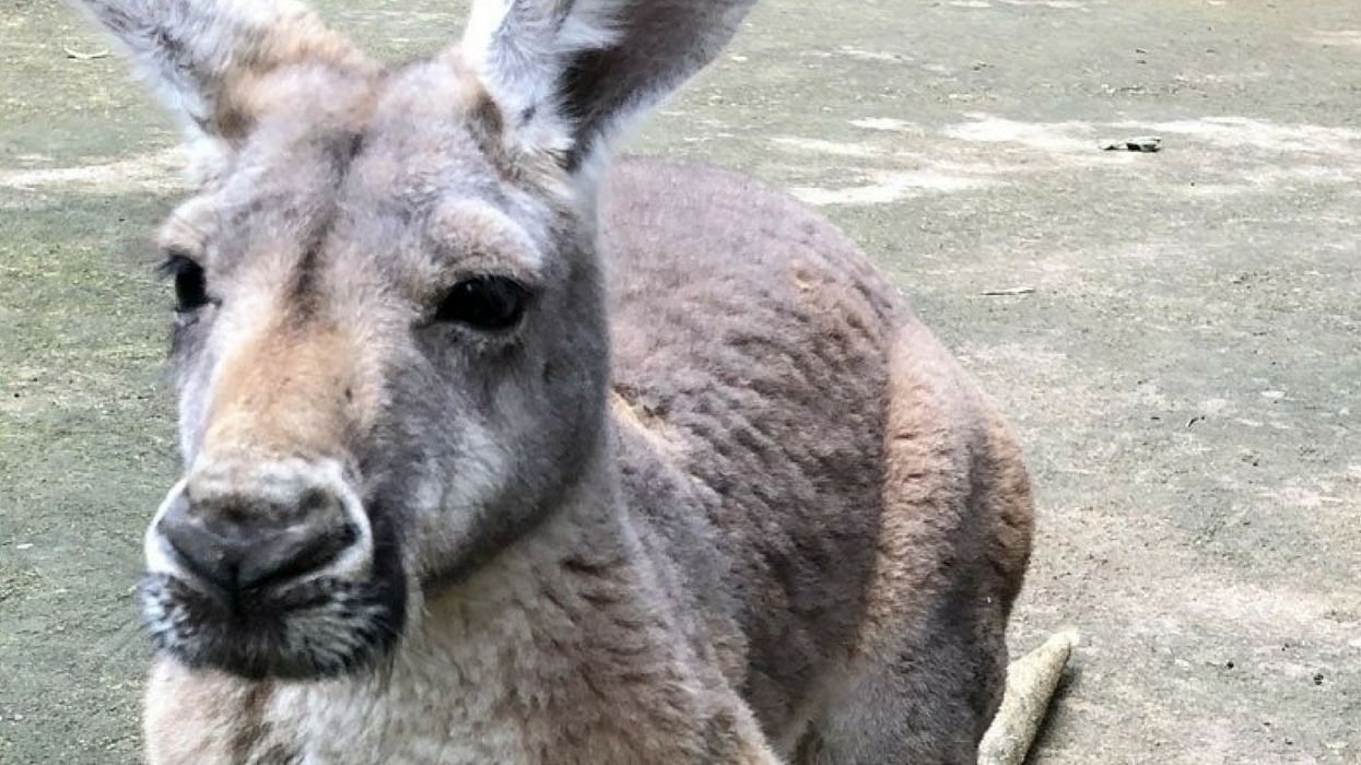 Kangaroo Dies After Visitors Hurl Rocks to Force Her to Jump Around