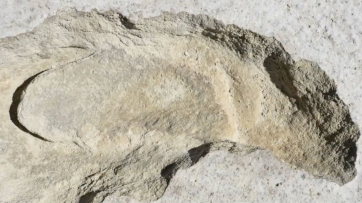 Footprints Prove Humans Used To Stalk And Kill 8-Foot-Tall Sloths, Scientists Say