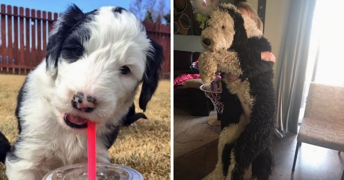 Twitter Users Share Just How Much Their Dogs Have Grown With Adorable Before-And-After Pics