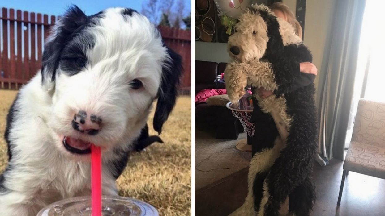 Twitter Users Share Just How Much Their Dogs Have Grown With Adorable Before-And-After Pics