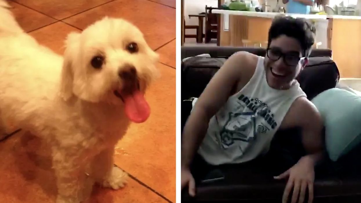 Dad Picks Up the Wrong Dog From the Groomers—And Becomes the Laughing Stock of the Internet