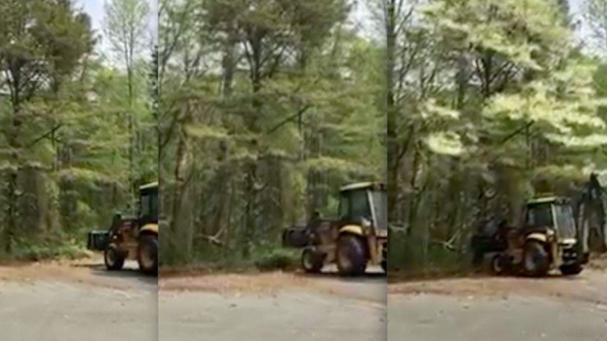 Man Decides To Tap A Tree Covered In Pollen, And The Resulting Explosion Has Allergy Sufferers Sneezing