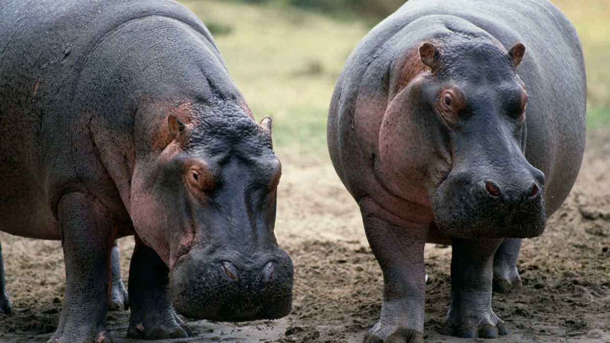 Hippopotamus Poop Is Killing Fish In Droves—Nature Is Wild