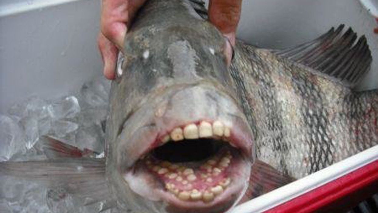 People Are Completely Weirded Out By This Fish With Human Teeth