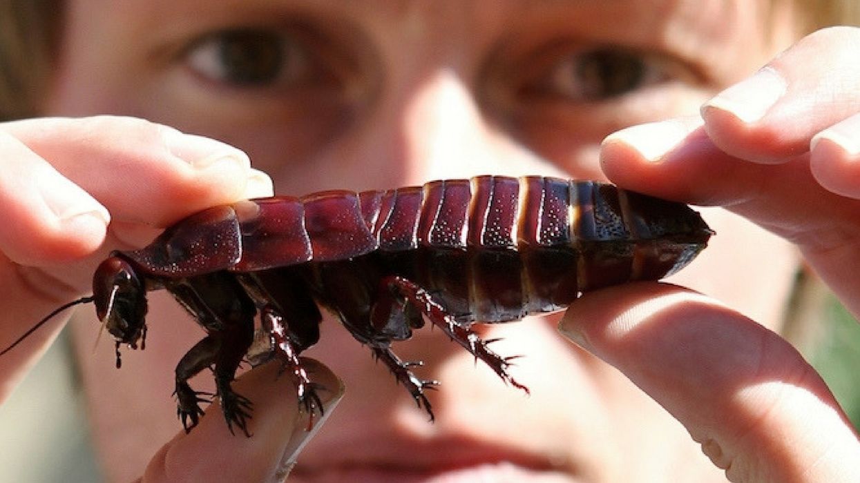 Cockroach Milk Is The Newest Health Obsession, And The Reason Is Surprisingly Legit