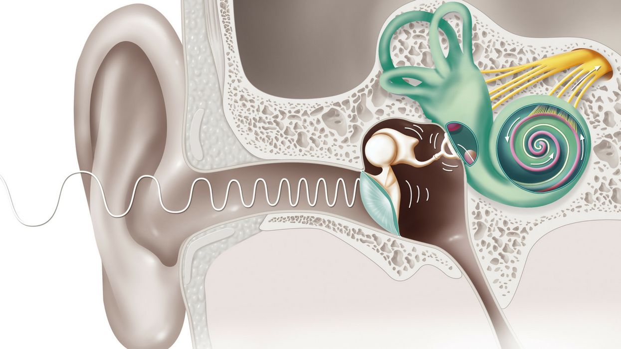 Yes, We Know. You Hate The Sound Of Your Own Voice. Here's Why.