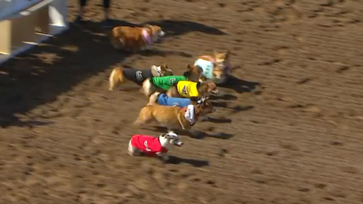 Corgis Take Over A California Race Track—And Everyone Is A Winner, Honestly