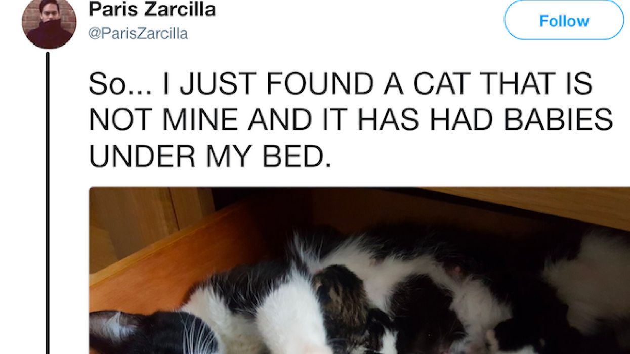 Man Finds A Strange Cat And 4 Kittens Under His Bed—And He's Suddenly A 'Cat Dad'