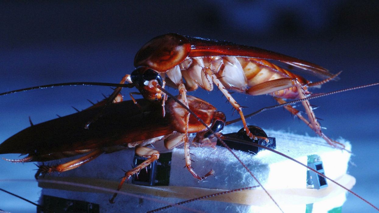 Cockroach Crawls In Man's Ear, Leaves Eggs—& He "Heard It Die" In His Head