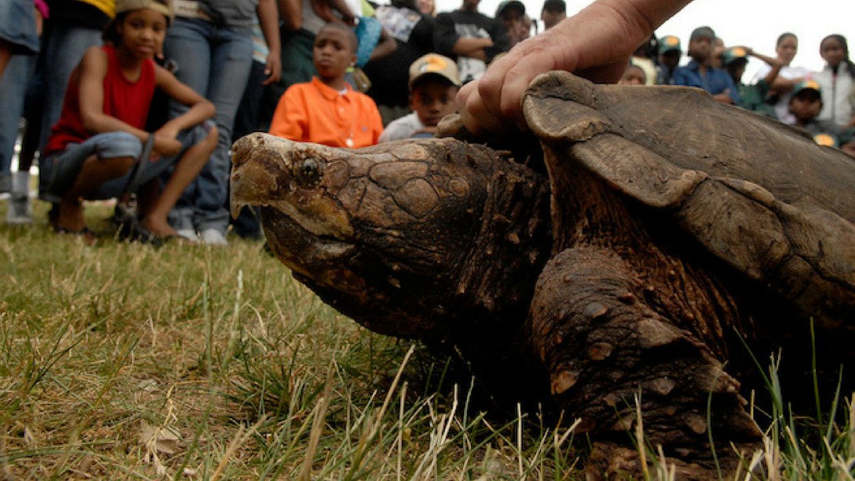 Teacher Who Fed Puppy To Snapping Turtle Now Charged With Animal Cruetly