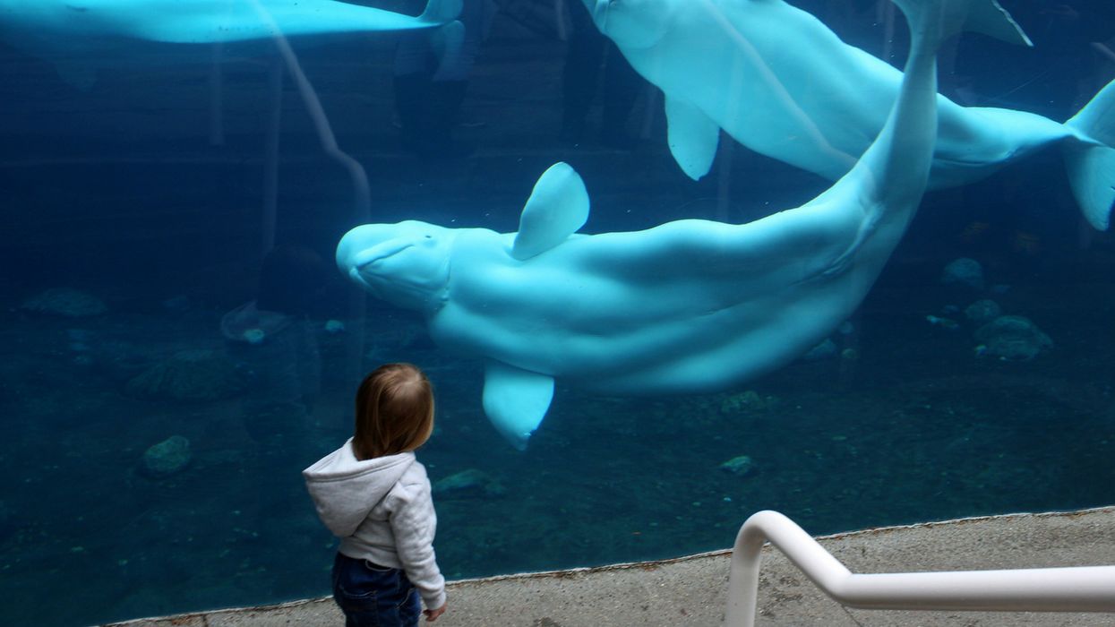 For The Record: No, Beluga Whales Don't Actually Have Legs