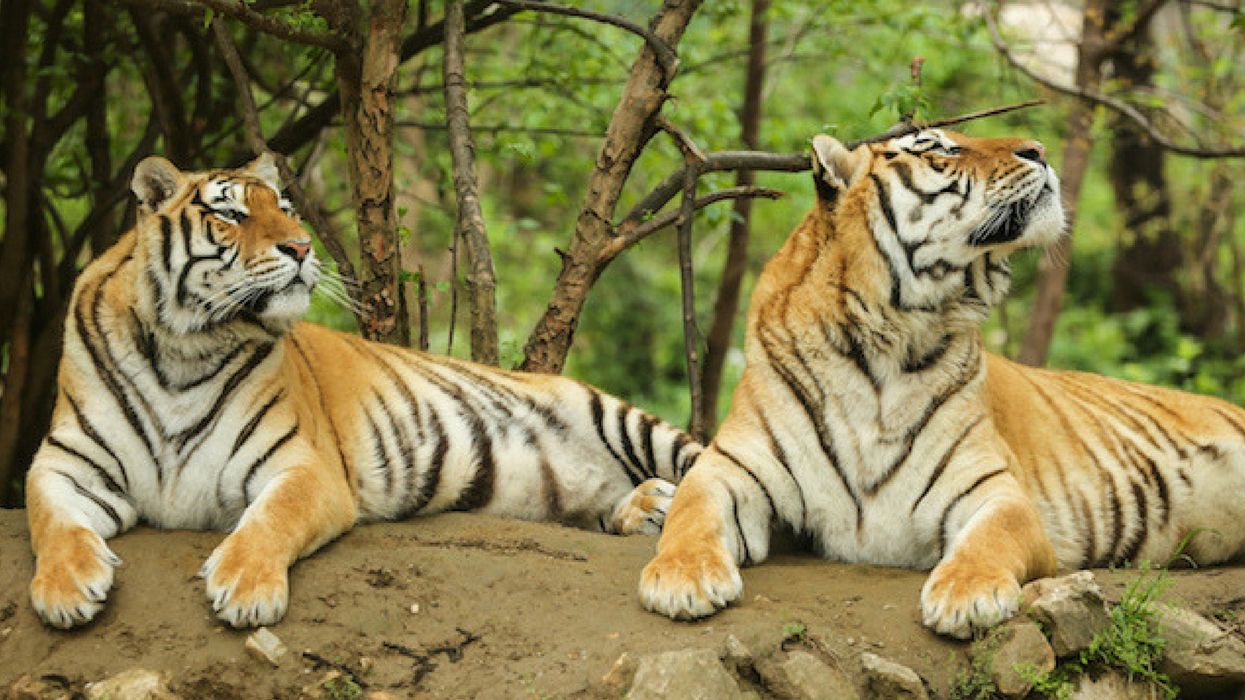 Rescued Ex-Circus Tigers Find Their 'Forever Home' At A UK Zoo ❤️
