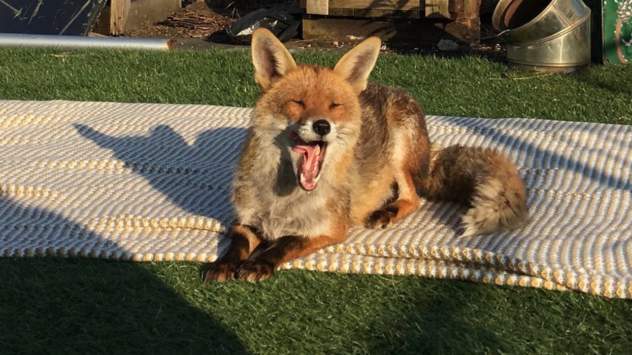 Fox Casually Strolls Onto A Rooftop To Sunbathe—And It's Living Its Best Life, Honestly