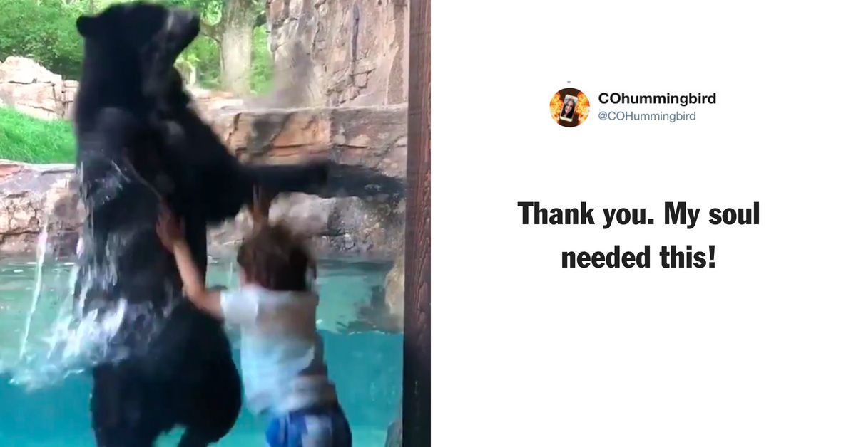 Adorable Video Of A Bear And A Little Boy Jumping In Unison Is Too Pure 😍🐻