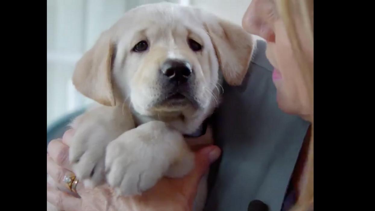 Cuteness Overload: These Five Puppies Are On A Journey To Become Guide Dogs For The Blind