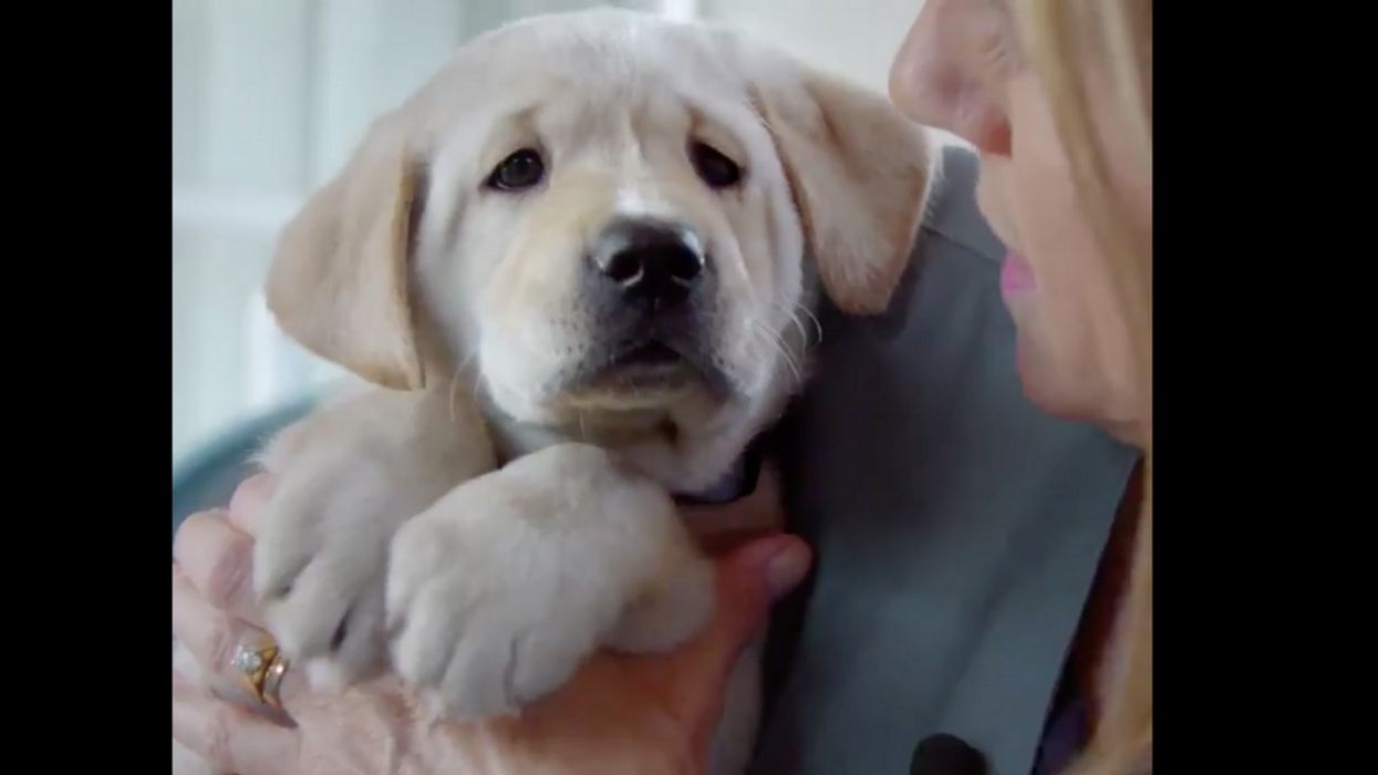 Cuteness Overload: These Five Puppies Are On A Journey To Become Guide Dogs For The Blind