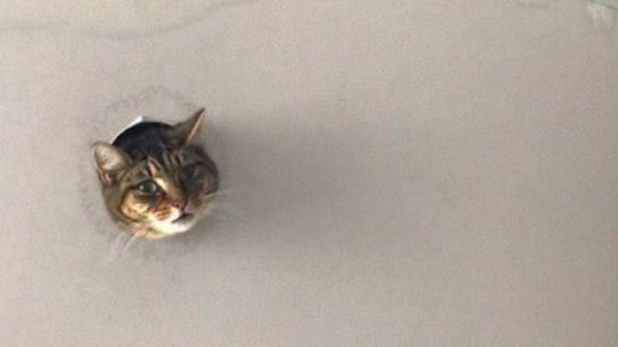 Viral Photo Of A Cat Who Lives In The Ceiling Harkens Back To One Of The OG Memes 😸