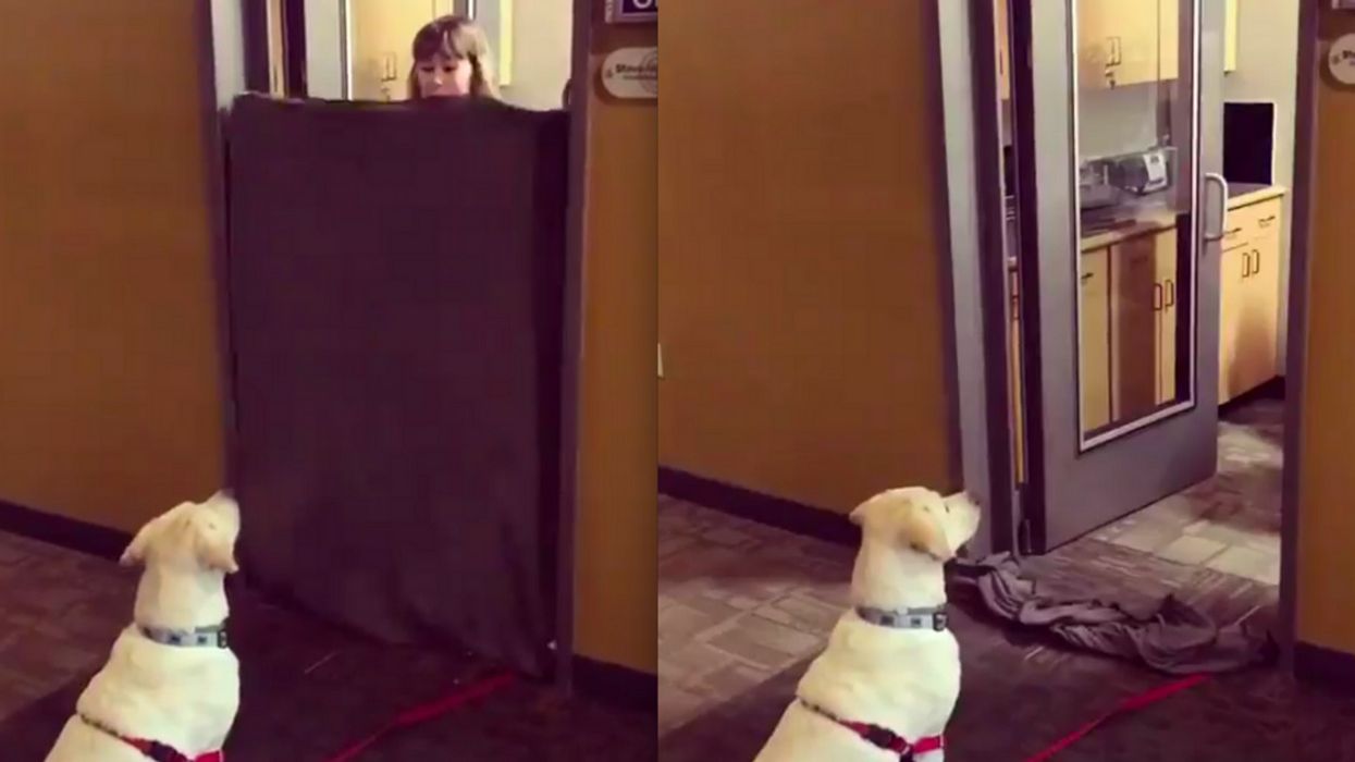 People Are Confusing Their Dogs With A Viral Disappearing 'Magic Trick'—And The Results Are Priceless 😂