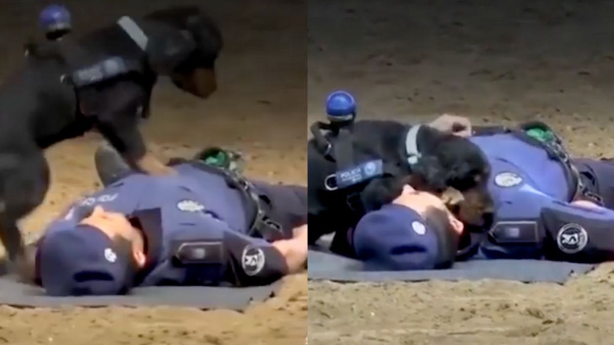Dog 'Performs' CPR On His Human In Viral Video—But Appearances Can Be Deceiving