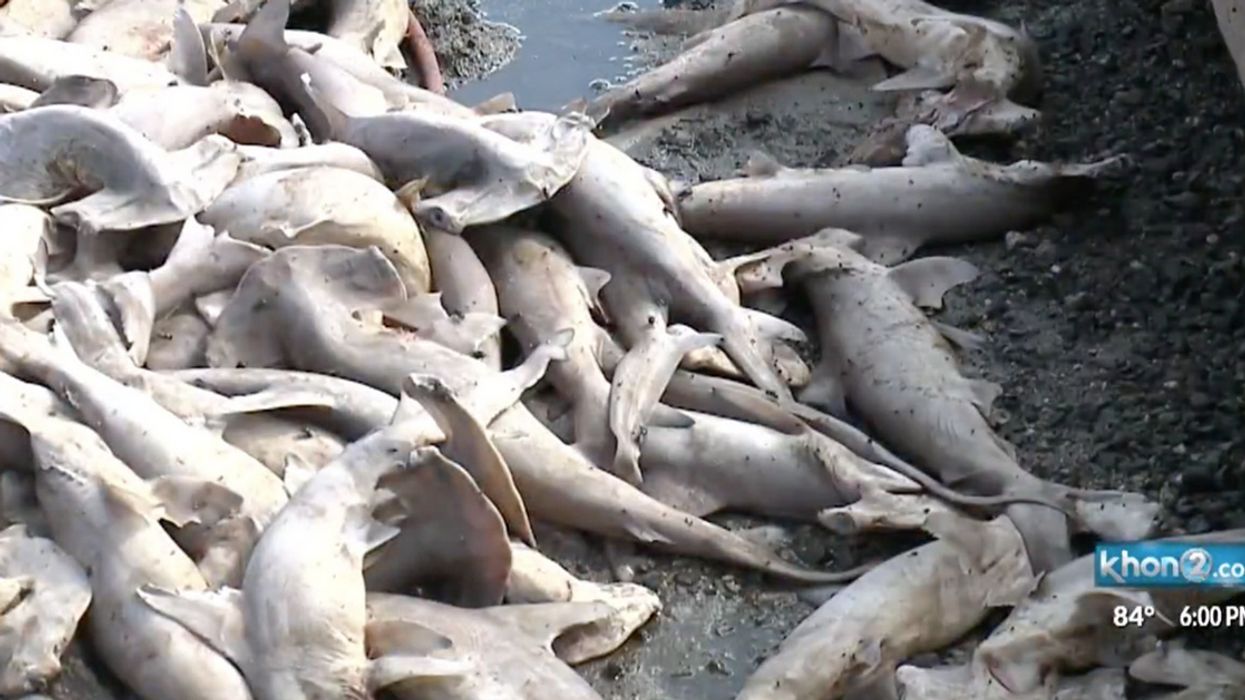 What Caused The Mysterious Death Of 100 Baby Hammerhead Shark 'Pups' Near Hawaii Lagoon?