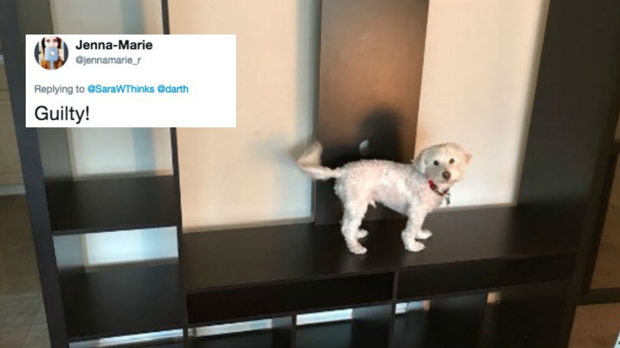 People Who Use Their Pets To Show The Scale Of Something Are Uniting On Twitter With Adorable Photos